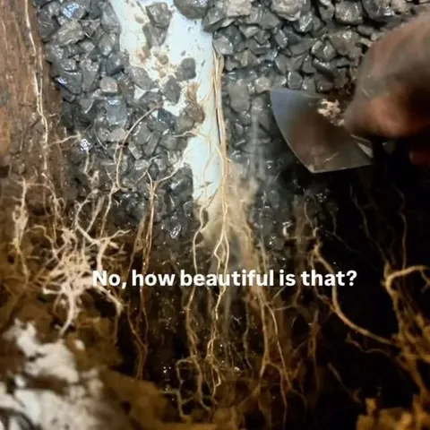 Tree root intrusion found in an underground pipe
