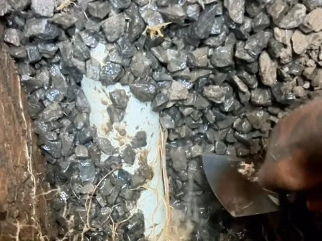 Close-up of an underground pipe leak with root intrusion found by Leak and Seek